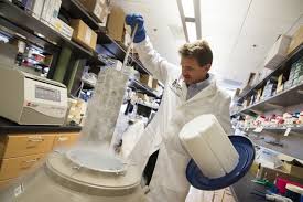 Stvolovye Kletki Cheloveka Kak Ispolzuyutsya Pri Lechenii Osobennosti Primeneniya V Medicine Vidy I Pokazaniya K Podgotovke Procedury