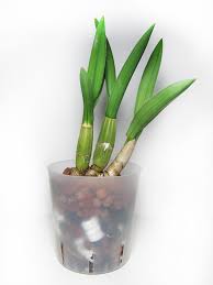 Image result for Eulophia petersii