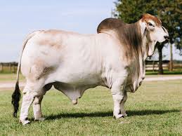 Brahman cattle page is only sharing brahman cattle pictures to showcase the beauty behind the. Mr V8 146 8 Sloan V8 Ranch Brahman Cattle In Hungerford And Boling Texas