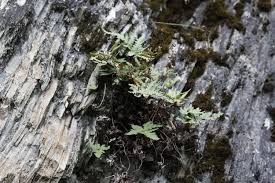 Image result for Aleuritopteris