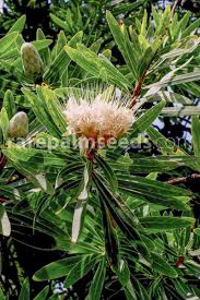 Image result for Protea gaguedi