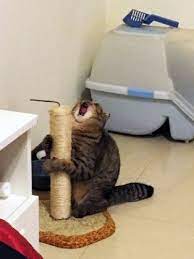 Image Result For Screaming Black Cat Meme Cat Memes Animal Memes Funny Animal Quotes