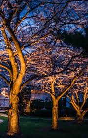 Outdoor Lighting Services In The Austin Area Delta Outdoor Lighting