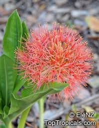 Image result for Scadoxus multiflorus