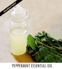 Homemade Peppermint Essential Oil The Indian Spot