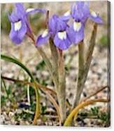 Image result for Moraea schimperi