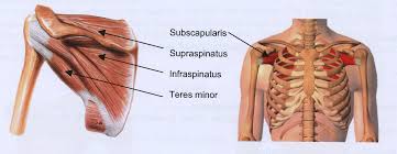 Image result for Rotator Cuff Injury