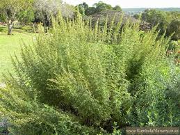 Image result for Artemisia afra