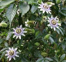 Passion Flower Passion And Naturaleza On Pinterest Passiflora Caerulea Flowering Vines Passiflora