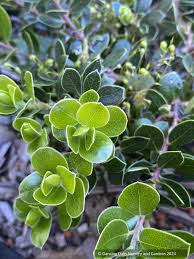 Image result for Antrocaryon nannanii