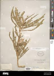 Image result for Kanahia laniflora