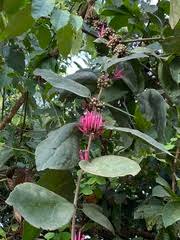 Image result for Tapinanthus dependens