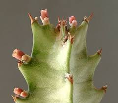 Image result for Euphorbia baylissii