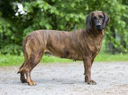 Image result for hannoverský barvář