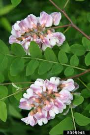 Image result for Indigofera filipes