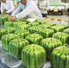 Growing Square How To Grow Watermelon Square Watermelon Watermelon