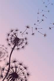 Pin On 0000000dandelion