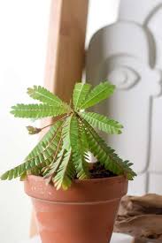 Image result for Biophytum abyssinicum