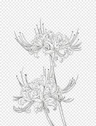 New users enjoy 60% off. Brown Spider Lilies Red Spider Lily Drawing Watercolor Painting Illustration Chrysanthemum White Pencil Png Pngegg