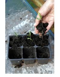 How and when to harvest butterfly weed seeds for replanting in the garden. Propagating Milkweeds From Seeds Is Most Common But Can Have Its Download Scientific Diagram