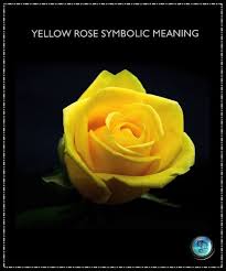 Yellow Rose Spirituality Meaning Thrive On News Spiritual Magazine Yellow Roses Yellow Rose Meaning Rose
