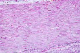 Colored pencils part 1 continue your study of muscle by examining the visceral (smooth) muscle under low part 1: Histology Of Human Smooth Muscle Under Microscope View For Education Stock Photo Picture And Royalty Free Image Image 100803916