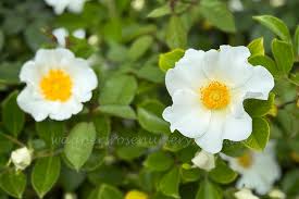 Image result for Rosa laevigata