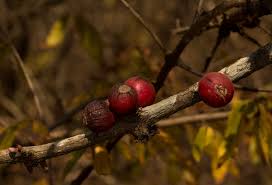 Image result for Feretia aeruginescens