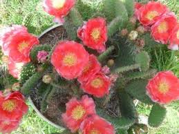 Get free truck rental rate quotes at ford county realty inc. Pin On Exotic Flower S