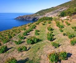 Pantelleria island from fl340 | ph: Moscato Di Pantelleria Wine Regions