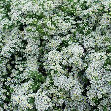 Description, photos, references, ratings, reviews, gardens growing and nurseries selling the \'c. Bridal Veil Aster Fall Blooming Perennial Spring Hill