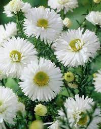 White Alpinus Aster Flower Seeds Perennial 50 Aster Flower White Gardens White Flowers