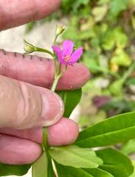 Image result for Talinum fruticosum