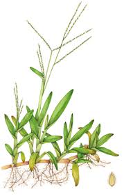 Image result for Axonopus