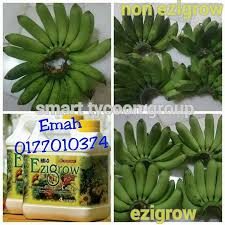 Sukatan & cara bancuhan baja ezigrow. Bajaterbaikezigrow Instagram Posts Photos And Videos Picuki Com