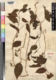 Image result for Dorstenia buchananii