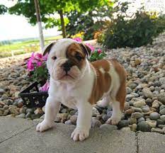 Victorian bulldogs are slightly larger, tend to be a little bit lighter in the chest, and have a slightly longer snout. Aldo Victorian Bulldog Puppy For Sale In Shipshewana In Happy Valentines Day Happyvalentinesday2016i
