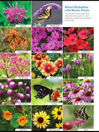 Attract Butterflies To Your Garden Spring Lowes Butterfly Plants Hummingbird Garden Butterfly Garden