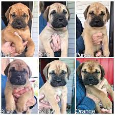 Bullmastiff Puppy For Sale In Flat Rock Mi Adn 32396 On Puppyfinder Com Gender Female Age 10 We Bullmastiff Puppies For Sale Puppies For Sale Bull Mastiff