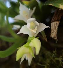 Image result for Polystachya cultriformis