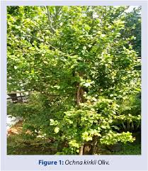 Image result for Ochna kirkii