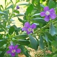 Image result for Freylinia