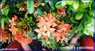 انواع نبات الزينة الاكسورة او اللهبية Ixora قوائم النبات قوائم النبات معلومان عامه معلوماتية Plants