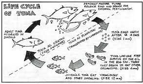 For example bluefin tuna with a curved fork length (measured from the bottom of the v at the tail, along the body to the lower jaw) between 59 and 73, have an average round weight (whole fish) of 135 lbs. Tuna Wikipedia