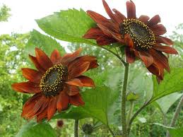 Cara menanam dan merawat anthurium gelombang cinta. Desain Lansekap Dengan Tangan Mereka Sendiri Fitur Bunga Matahari Dekoratif Tumbuh