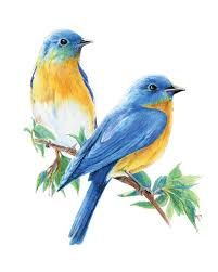 Garden Wild Birds To Colour Set Artist Pencils Sketching Drawing Kit Ame101 Ad Aff Bird Drawings Watercolor Bird Colorful Drawings