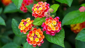 Image result for Lantana