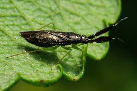 Image result for Platostoma strictum