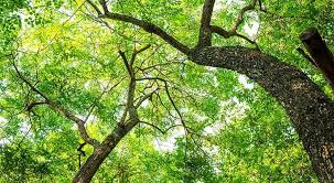 Mesquite pod milling is becoming big here in the southern arizona with various groups, permies, native americans, etc getting grants to buy a hammermill. Locust Trees Varieties And Growing Guide Gardening Channel