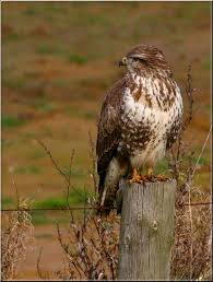 Buizerd de buizerd broedt en overwintert in nederland en vlaanderen. Buteo Buteo Buizerd Foto Van Zarvange Zoom Nl